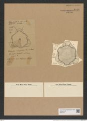 Cerataulus subangulatus Gr. et St. (de-Toni-Nr.: Genus 173, Species 4444) Zeichnungen Sammlung Grunow Nr. 8016 (NHMW-BOT-W0377317)